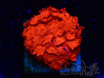 WYSIWYG Goniopora