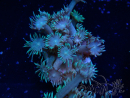 WYSIWYG Goniopora Bubblebath