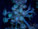 WYSIWYG Goniopora Bubblebath 19J2