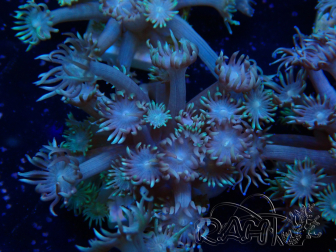 WYSIWYG Goniopora Bubblebath 19J3