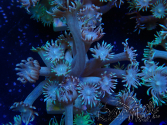 WYSIWYG Goniopora Bubblebath 19J4
