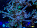 WYSIWYG Goniopora Bubblebath