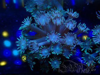 WYSIWYG Goniopora Bubblebath