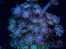 WYSIWYG Goniopora Yellow Tentacles