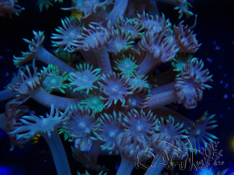 WYSIWYG Goniopora Yellow Tentacles