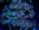WYSIWYG Goniopora Yellow Tentacles