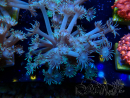 WYSIWYG Goniopora Tentacoli Gialli 19K6