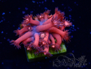 WYSIWYG Goniopora 9L1