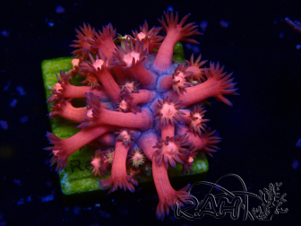 WYSIWYG Goniopora