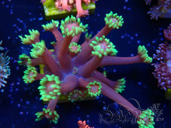 WYSIWYG Goniopora