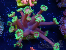 WYSIWYG Goniopora
