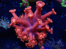 WYSIWYG Goniopora 9L4