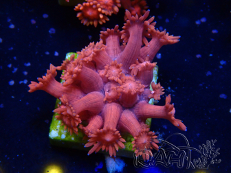 WYSIWYG Goniopora