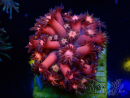 WYSIWYG Goniopora