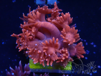 WYSIWYG Goniopora