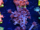 WYSIWYG Goniopora