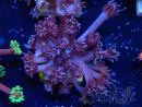 WYSIWYG Goniopora