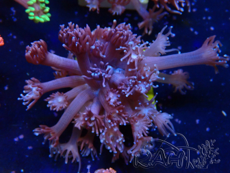 WYSIWYG Goniopora