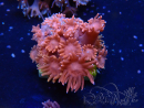 WYSIWYG Goniopora