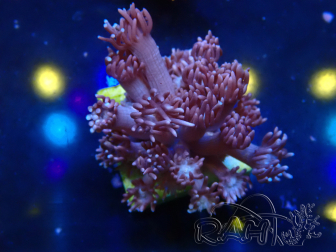 WYSIWYG Goniopora