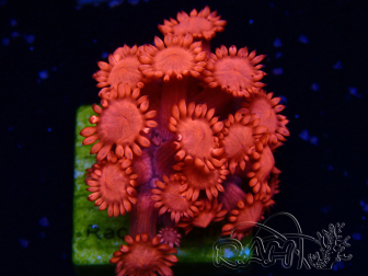 WYSIWYG Goniopora