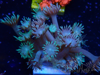 WYSIWYG Goniopora 9N2