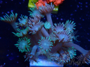WYSIWYG Goniopora