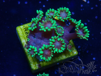 WYSIWYG Goniopora 9N4