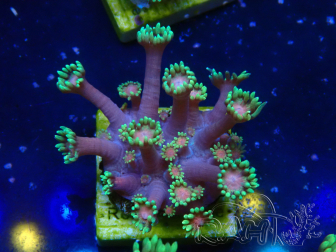 WYSIWYG Goniopora