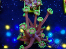 WYSIWYG Goniopora