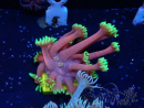 WYSIWYG Goniopora
