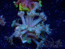 WYSIWYG Goniopora 9O2