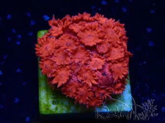 WYSIWYG Goniopora