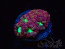 WYSIWYG - RAH Blastomussa merleti Merlot