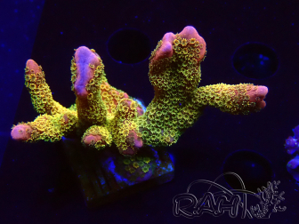 WYSIWYG - RAH Montipora Silly Salmon