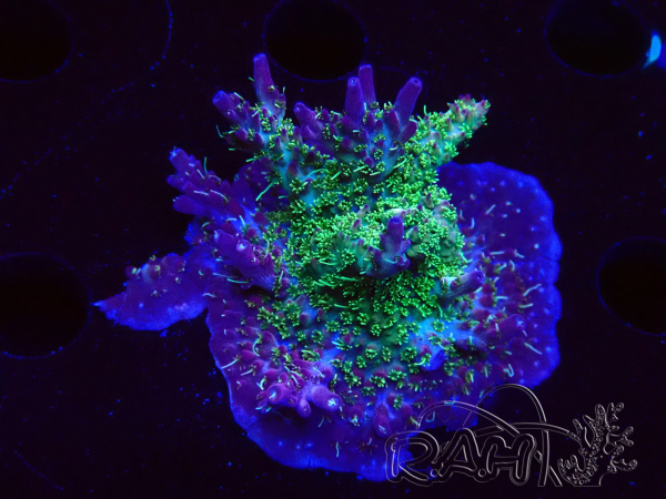 WYSIWYG- RAH Acropora Purple Haze