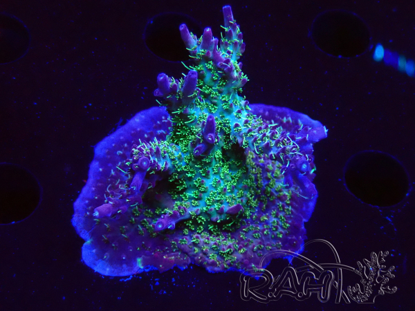 WYSIWYG- RAH Acropora Purple Haze 5B2