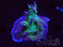 WYSIWYG- RAH Acropora Purple Haze