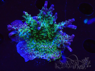 WYSIWYG- RAH Acropora Purple Haze
