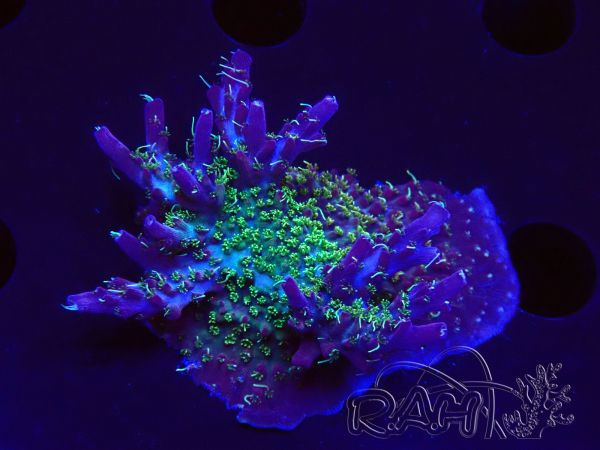 WYSIWYG- RAH Acropora Purple Haze