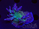 WYSIWYG- RAH Acropora Purple Haze