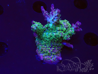 WYSIWYG- RAH Acropora Purple Haze 5B5