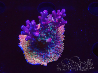 WYSIWYG- RAH Acropora Princess
