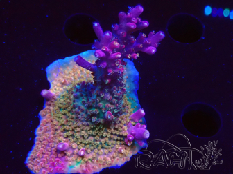 WYSIWYG- RAH Acropora Princess
