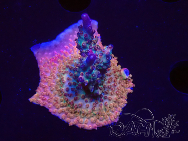 WYSIWYG- RAH Acropora Princess 5A3