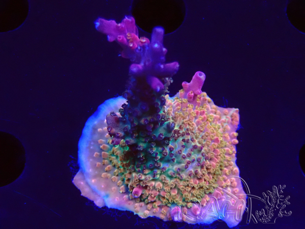 WYSIWYG- RAH Acropora Princess