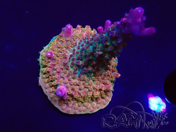 WYSIWYG- RAH Acropora Prinzessin