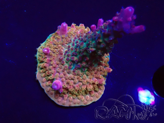 WYSIWYG- RAH Acropora Princess 5A5