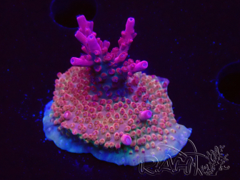 WYSIWYG Acropora millepora Pink