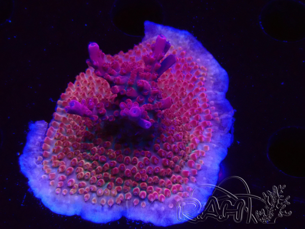 WYSIWYG Acropora